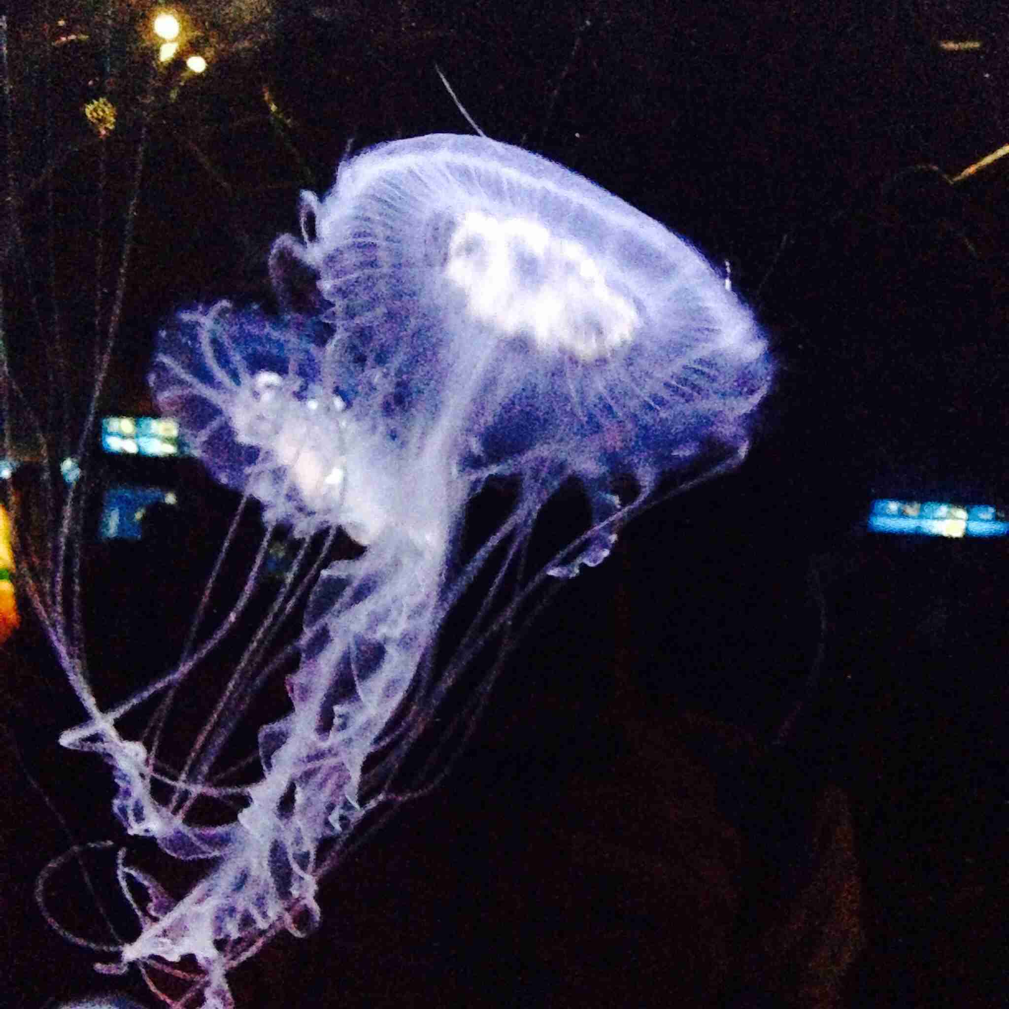 動物たちに癒やしてもらうトピック