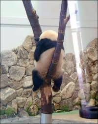 動物たちに癒やしてもらうトピック