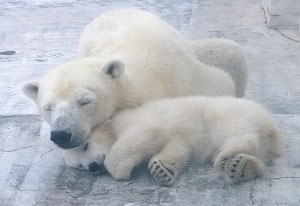動物たちに癒やしてもらうトピック