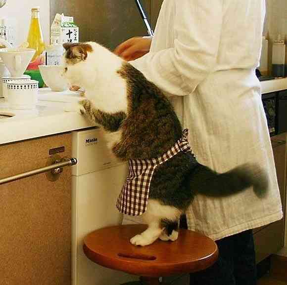 動物たちに癒やしてもらうトピック