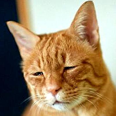 動物たちに癒やしてもらうトピック