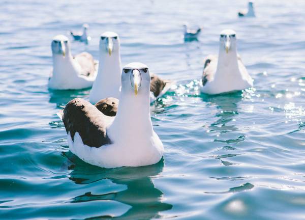 動物たちに癒やしてもらうトピック