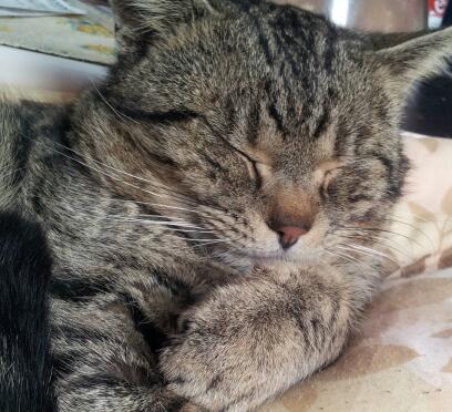 動物たちに癒やしてもらうトピック