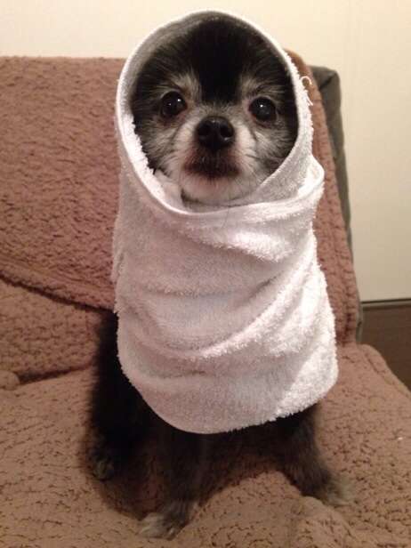 動物たちに癒やしてもらうトピック