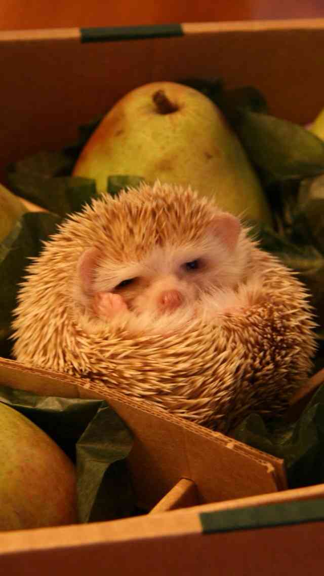 動物たちに癒やしてもらうトピック