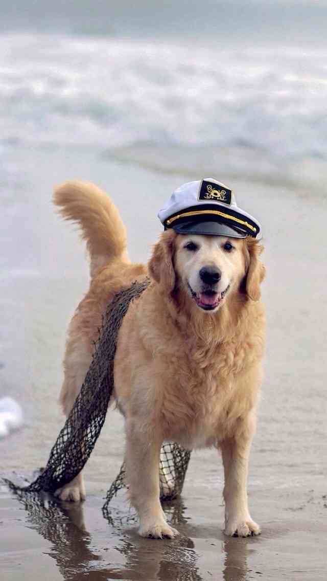 動物たちに癒やしてもらうトピック