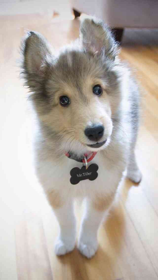 動物たちに癒やしてもらうトピック