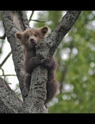 動物たちに癒やしてもらうトピック