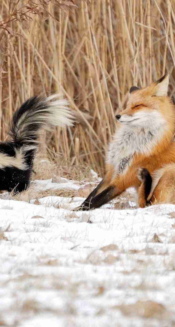 動物たちに癒やしてもらうトピック