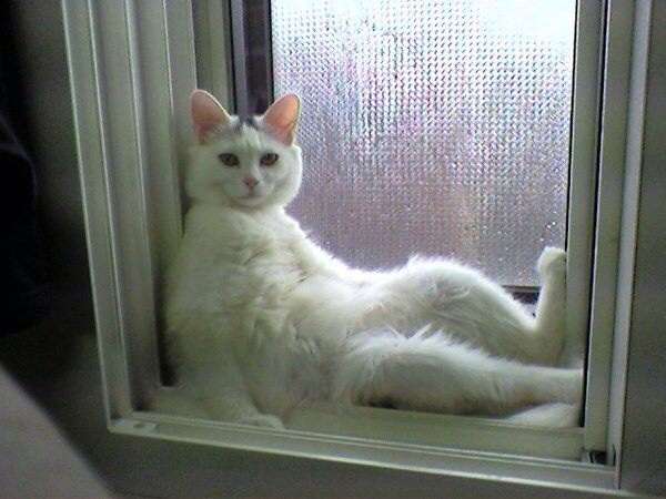 動物たちに癒やしてもらうトピック