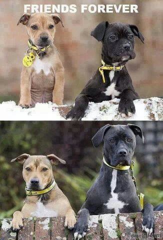 動物たちに癒やしてもらうトピック