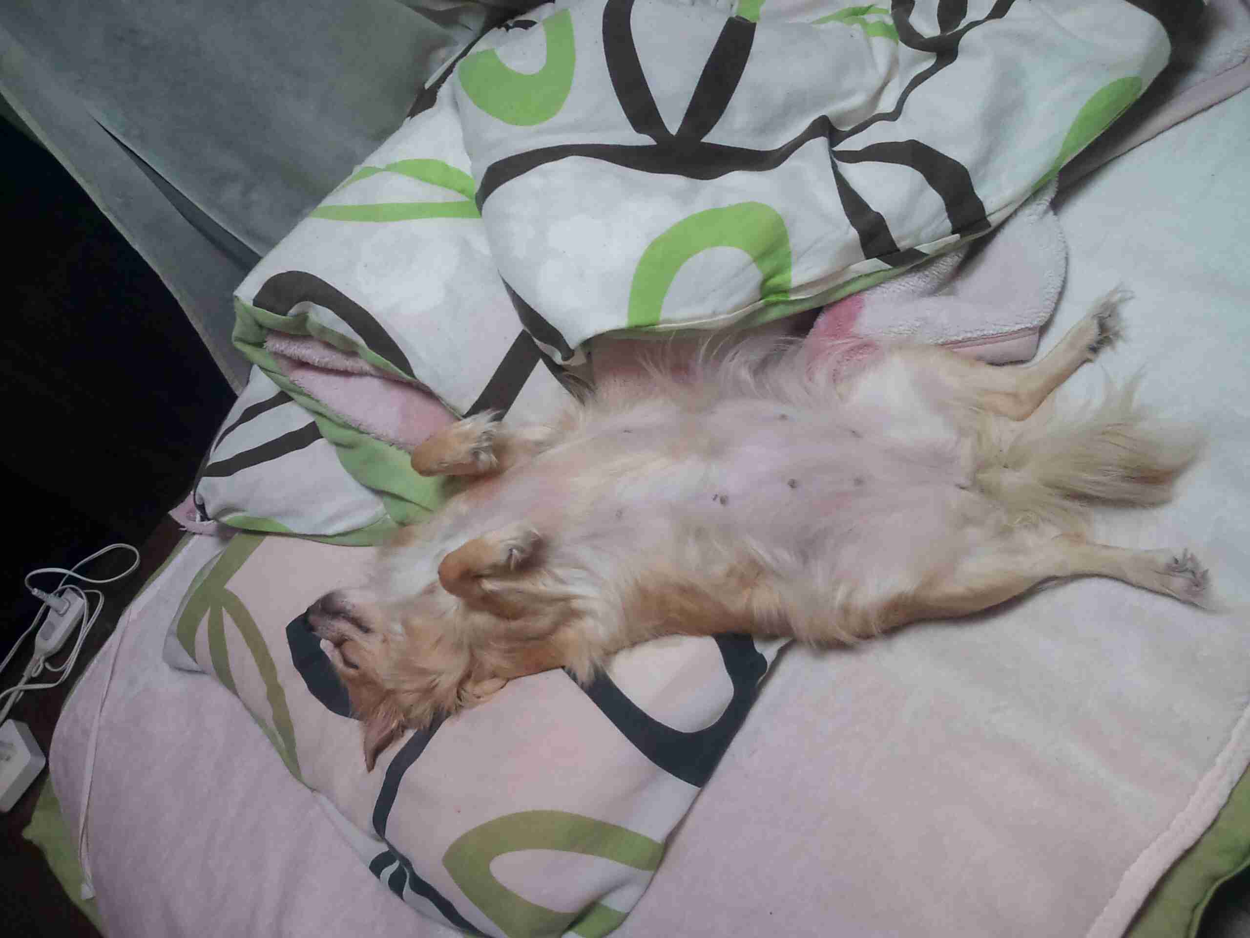 動物たちに癒やしてもらうトピック