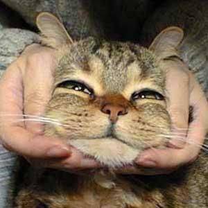 動物たちに癒やしてもらうトピック