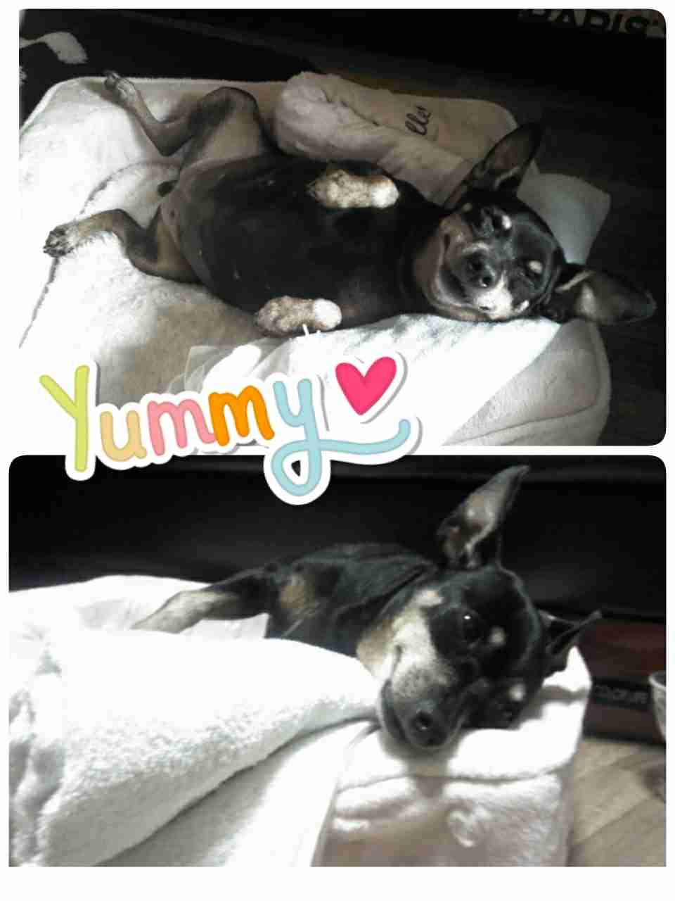 動物たちに癒やしてもらうトピック