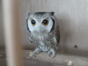 動物たちに癒やしてもらうトピック