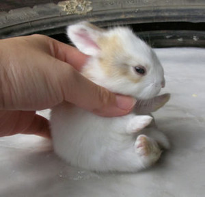 動物たちに癒やしてもらうトピック