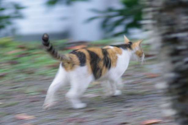 動物たちに癒やしてもらうトピック