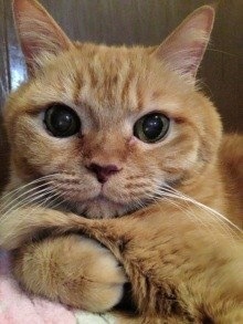 動物たちに癒やしてもらうトピック