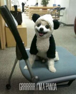 動物たちに癒やしてもらうトピック