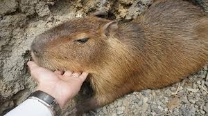 動物たちに癒やしてもらうトピック