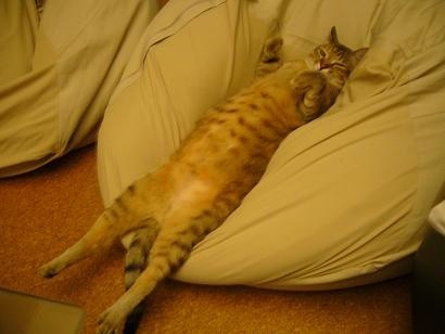 動物たちに癒やしてもらうトピック