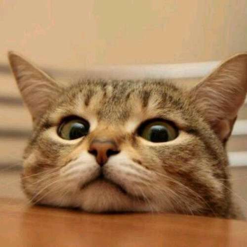 動物たちに癒やしてもらうトピック