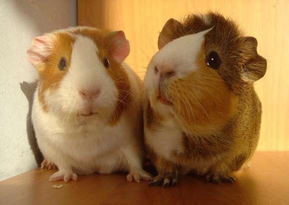 動物たちに癒やしてもらうトピック