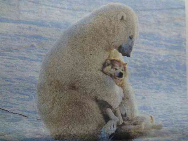 動物たちに癒やしてもらうトピック