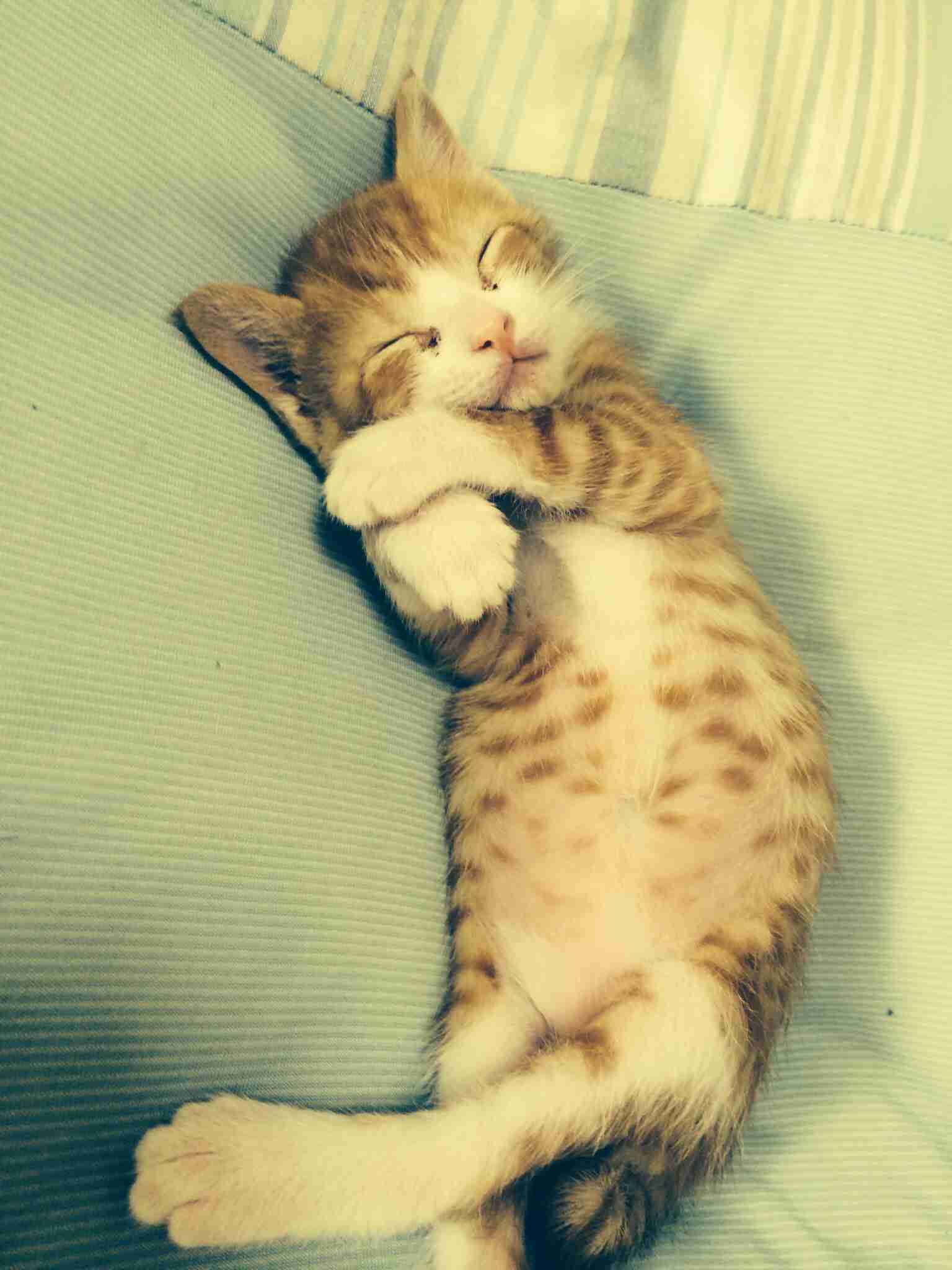 動物たちに癒やしてもらうトピック