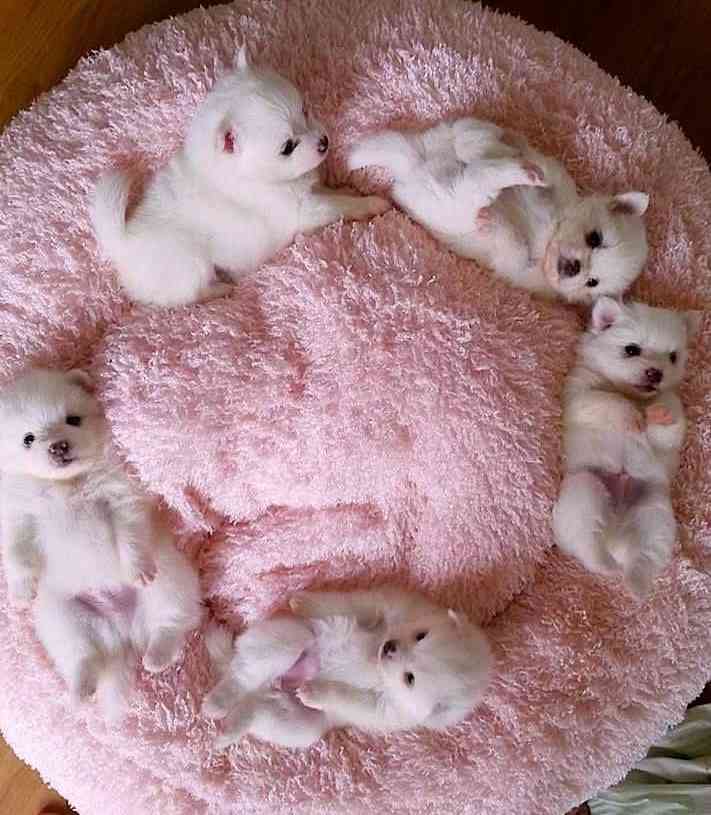 動物たちに癒やしてもらうトピック