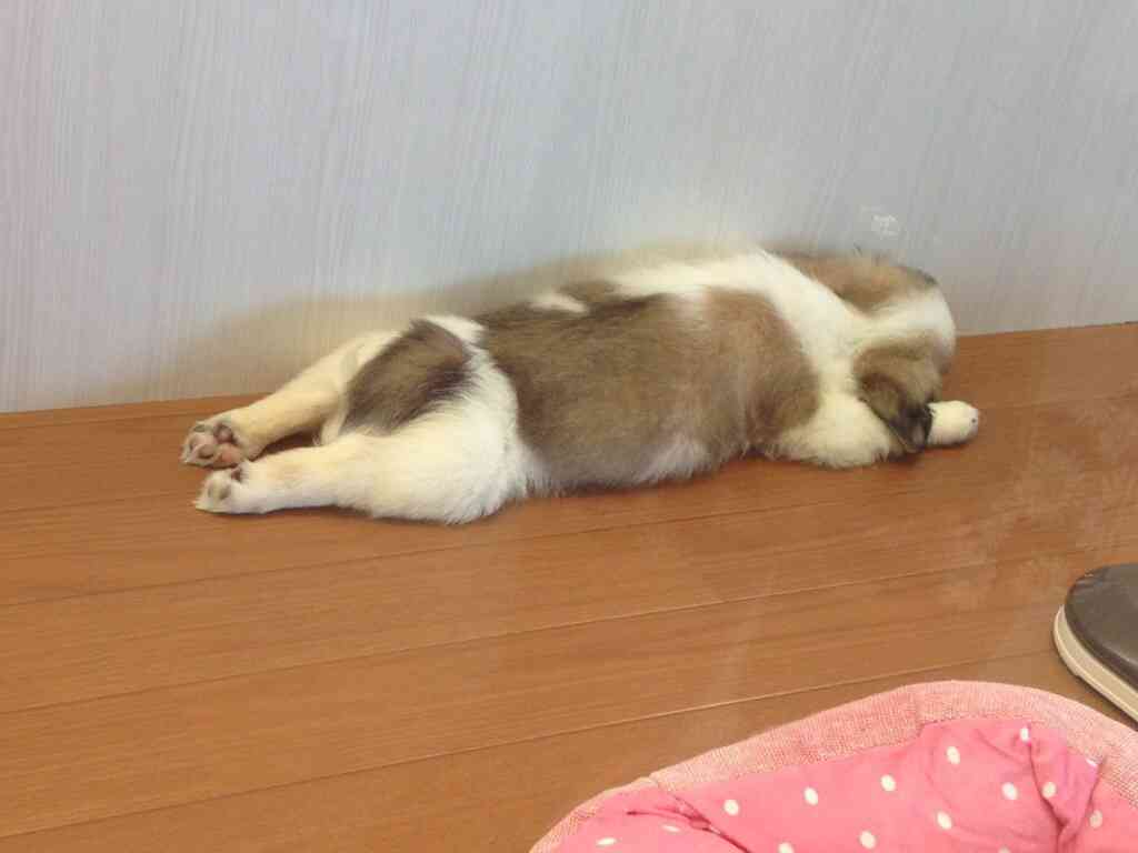 動物たちに癒やしてもらうトピック