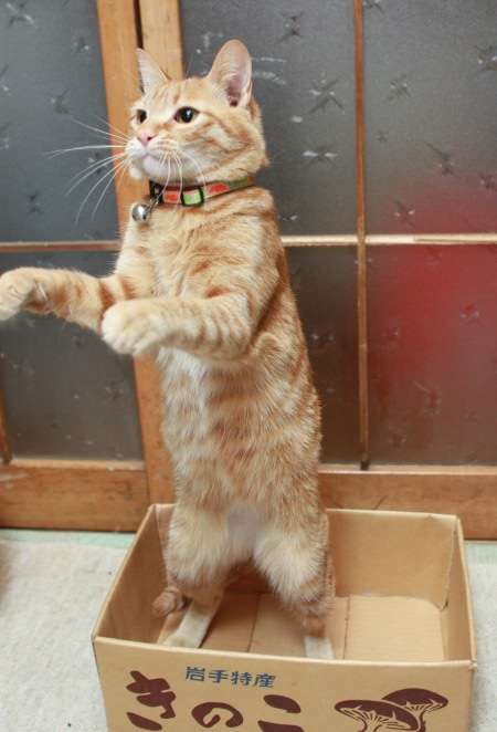 動物たちに癒やしてもらうトピック