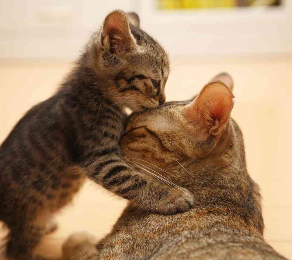 動物たちに癒やしてもらうトピック