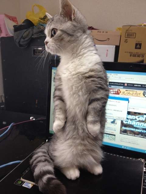 動物たちに癒やしてもらうトピック