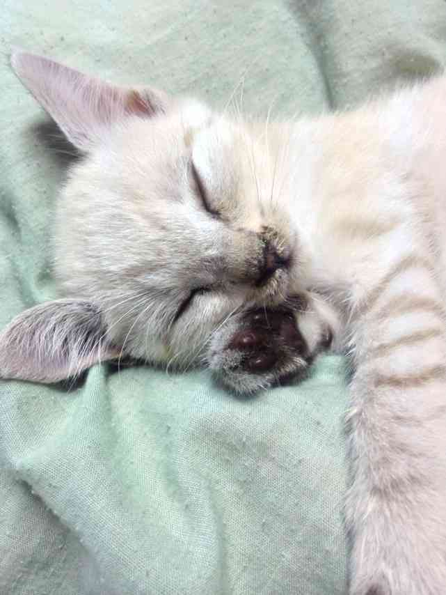 動物たちに癒やしてもらうトピック