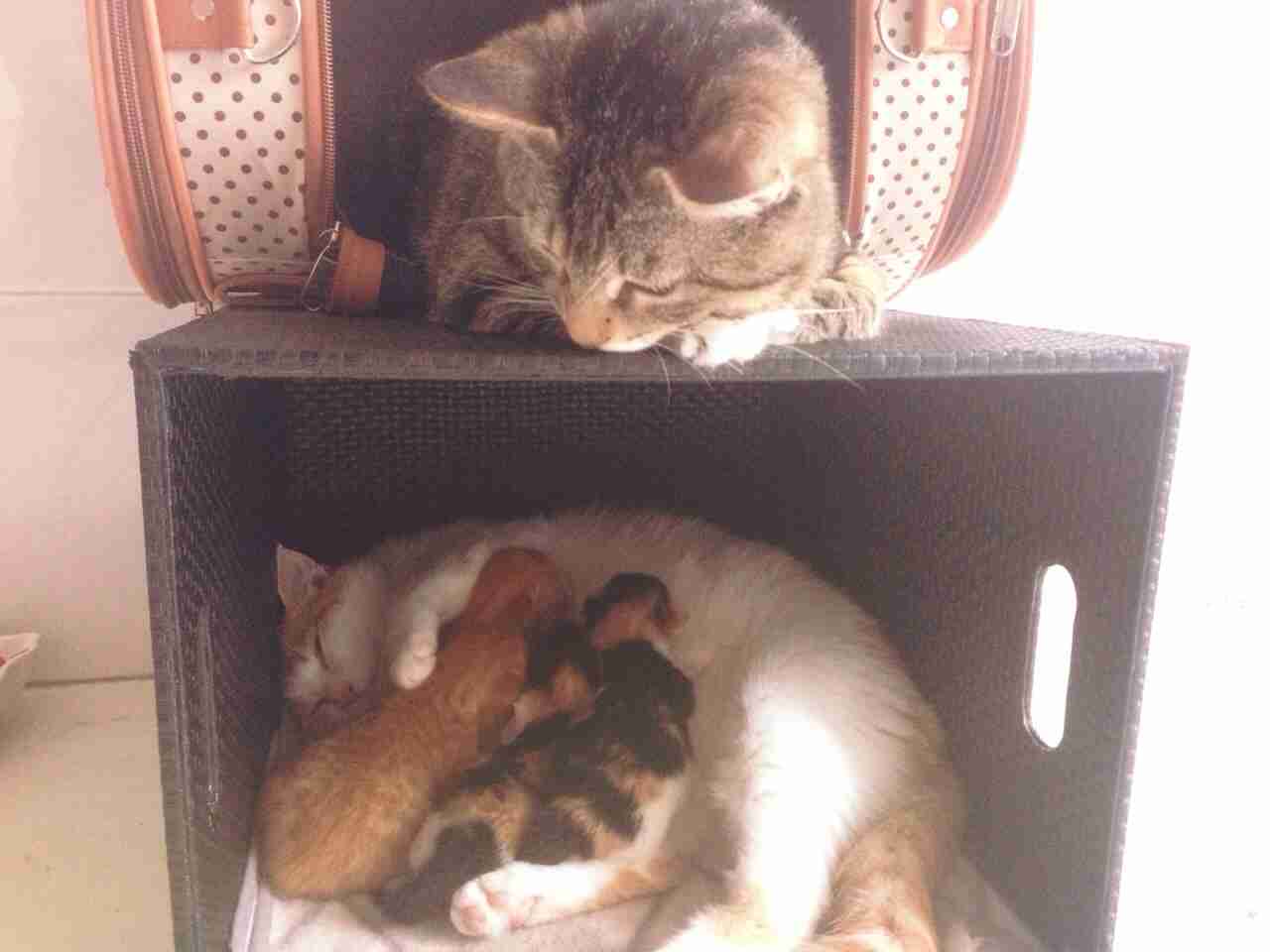 動物たちに癒やしてもらうトピック