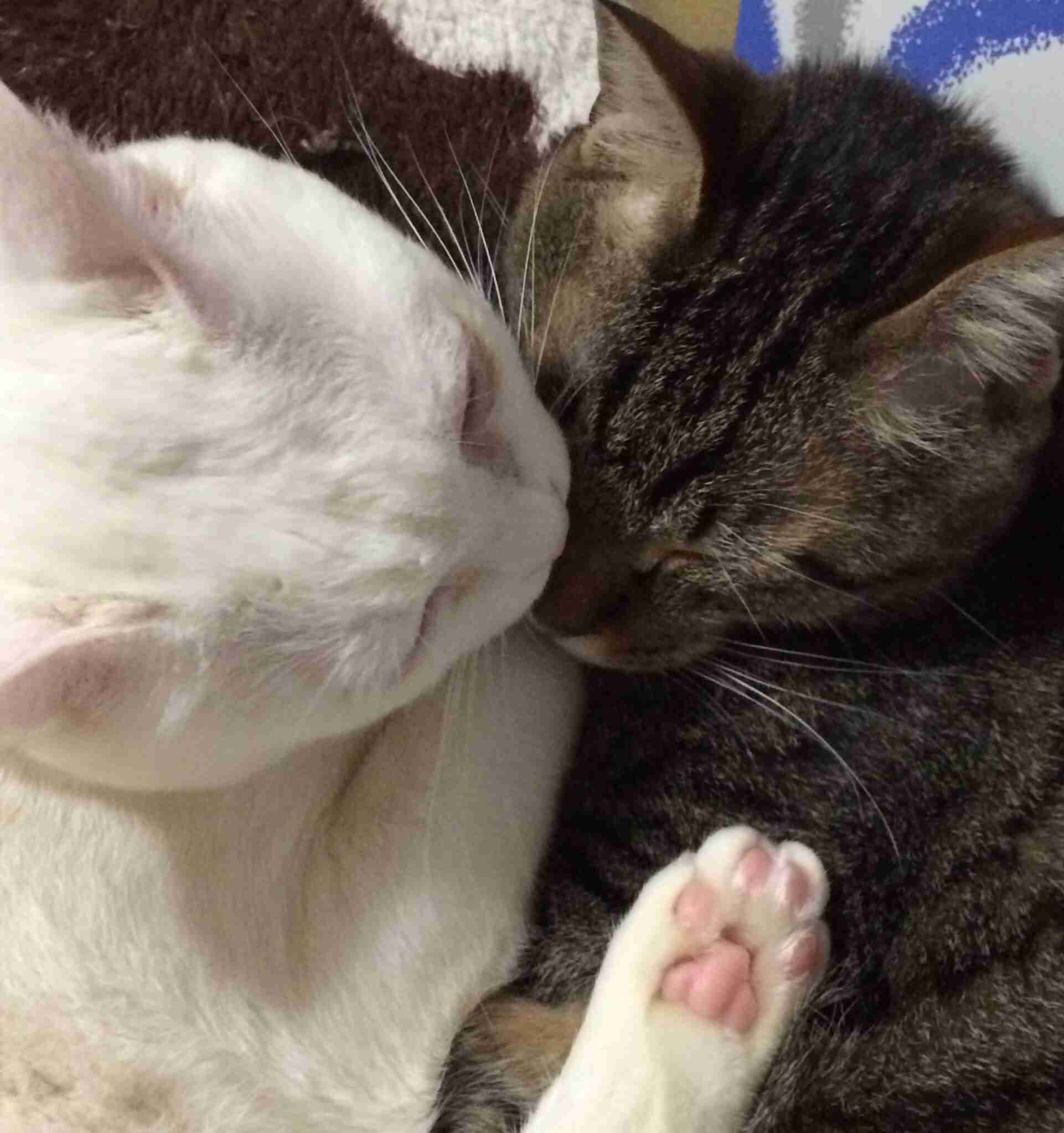 動物たちに癒やしてもらうトピック