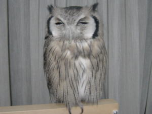 動物たちに癒やしてもらうトピック