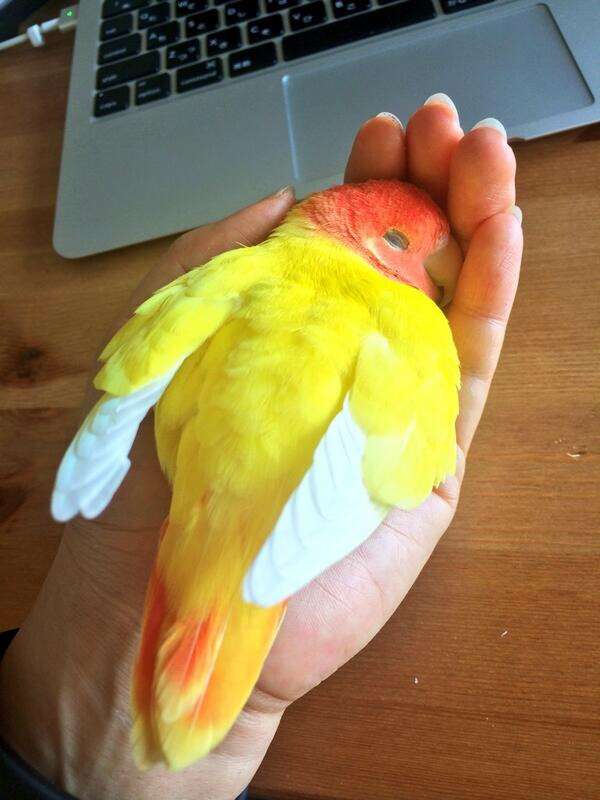 動物たちに癒やしてもらうトピック