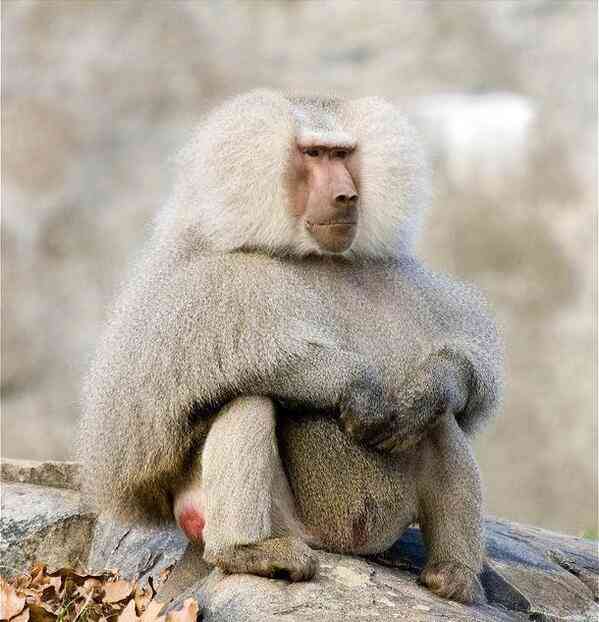 動物たちに癒やしてもらうトピック