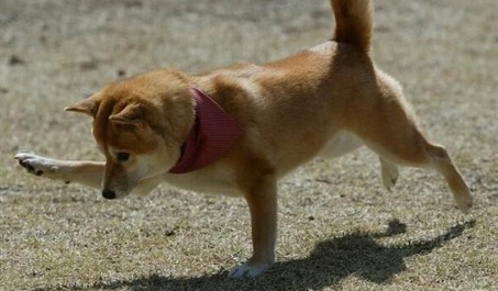 動物たちに癒やしてもらうトピック