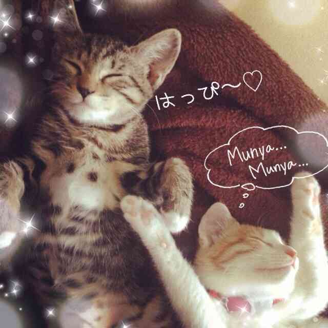 動物たちに癒やしてもらうトピック