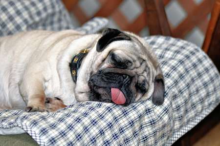 動物たちに癒やしてもらうトピック