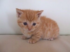 動物たちに癒やしてもらうトピック