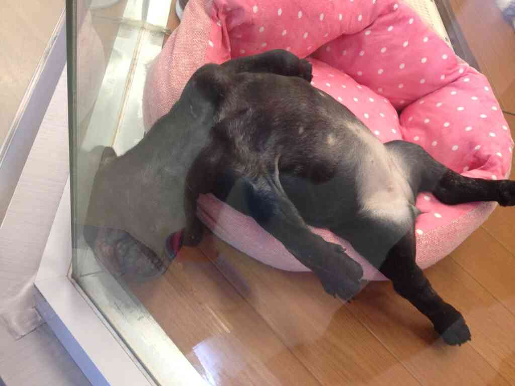 動物たちに癒やしてもらうトピック