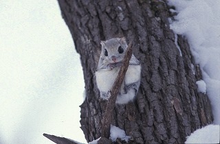 動物たちに癒やしてもらうトピック