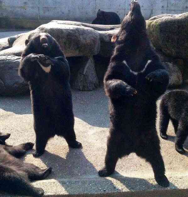 動物たちに癒やしてもらうトピック