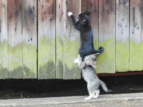 動物たちに癒やしてもらうトピック