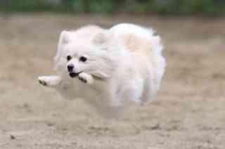 動物たちに癒やしてもらうトピック