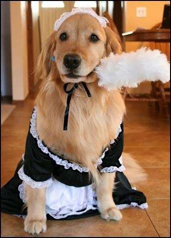 動物たちに癒やしてもらうトピック